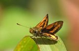 Green Grass-dart