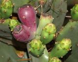 Common Prickly Pear