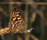 Striped Xenica