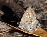 Fringed Heath-blue
