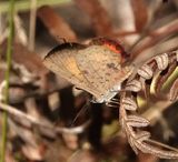 Bright Copper female