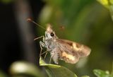 Northern Silver Ochre female