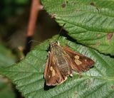 Bright Shield-skipper