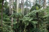 Mountain Ash forest