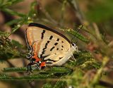 Imperial Hairstreak