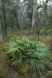 forest with fan-palm