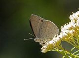 Varied Dusky-blue