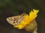 Two-brand Grass-skipper