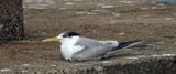 Crested Tern