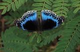 Blue-banded Eggfly