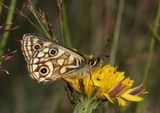 Small Alpine Xenica