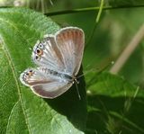 Spotted Pea-blue