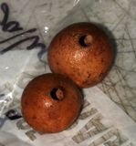 White-spotted Flash exit holes