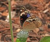 Blue Argus