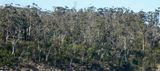 forestscape
