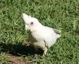 Little Corella