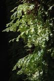 a filmy-fern