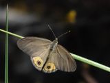 Grey Ringlet