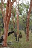 with Lemon-scented Gums