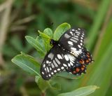 Dainty Swallowtail