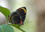 Jezebel Nymph