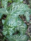 18th March 2025 - Italian arum, also known as cuckoo pint or lords and ladies