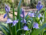 11th April 2025 - bluebells 