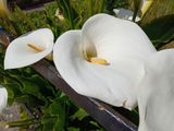 19th May 2025 - Calla lilies in a neighbours garden
