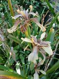30th May 2025 - stinking iris in my mothers garden 