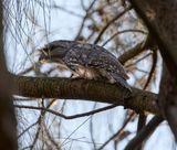 A tawny doing it thing.