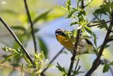 Common Yellow-throat