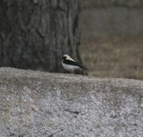 Eastern Black-eared Wheatear (Oenanthe melanoleuca)