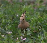 Hoopoe (Upupa epops)