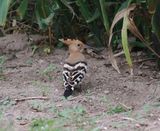 Hoopoe (Upupa epops)