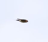 Red-rumped Swallow (Cecropis daurica)