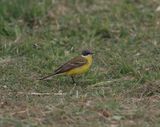 Yellow Wagtail (Motacilla flava dombrowski)