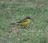 Yellow Wagtail (Motacilla flava dombrowski)