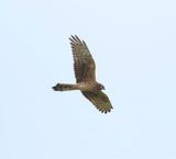 Montagus Harrier (Circus pygargus)