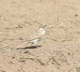 Short-toed Lark (Calandrella brachydactyla)