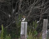 Woodchat Shrike (Lanius senator)
