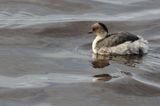 700_4140F zilverfuut (Podiceps occipitalis, Silvery grebe).jpg