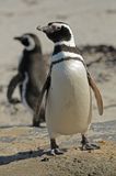 DSC_2255F magelhaen pinguin (Spheniscus magellanicus, Magellanic Penguin).jpg