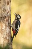 ND5_3993F grote bonte specht (Dendrocopos major, Great Spotted Woodpecker).jpg