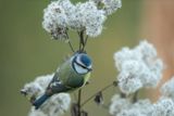 ND5_4323F pimpelmees (Parus caeruleus, Blue Tit).jpg