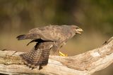 ND5_4104F buizerd (Buteo buteo, Buzzard).jpg