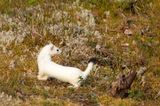 D4S_8633F hermelijn (Mustela erminea, Stoat).jpg