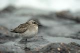 ND5_6265F zilverplevier (Pluvialis squatarola, grey plover or black-bellied plover).jpg