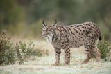 ND5_7265F Iberische/Spaanse lynx (Lynx pardinus, Iberian lynx).jpg