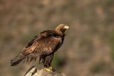 ND5_7806F steenarend vr. (Aquila chrysaetos, Golden eagle female).jpg