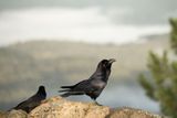 ND5_6955F raaf (Corvus corax, Common raven).jpg